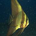 Langflossen Fledermausfisch (Platax teira)