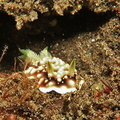 Geometrische Chromodoris (Goniobranchus geometricus)