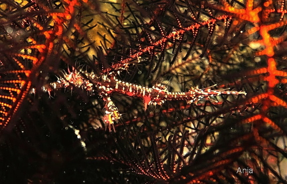 Schmuck-Geisterpfeifenfisch (Solenostomus paradoxus)