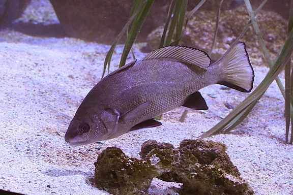 Meerrabe (Sciaena umbra)