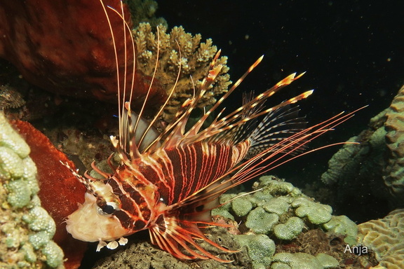 Antennen-Feuerfisch (Pterois antennata)