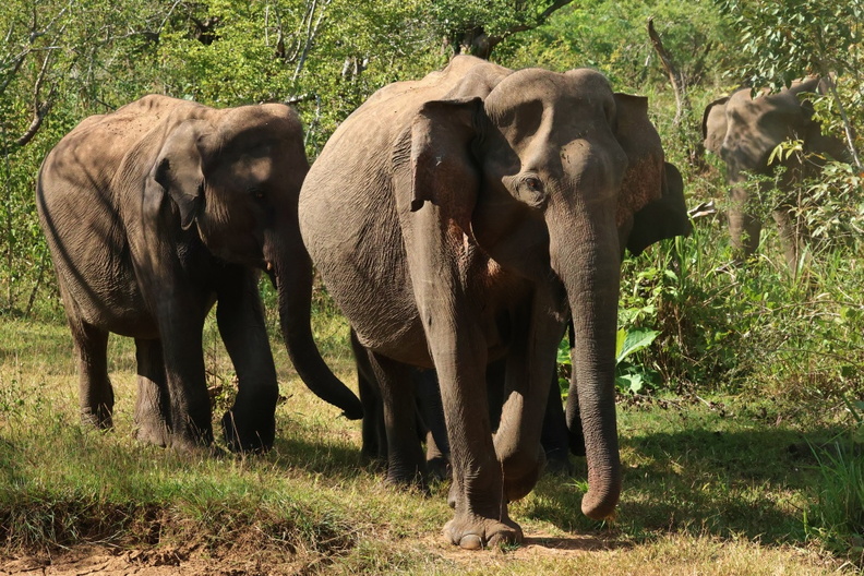 Indischer Elefant (Elephas maximus indicus).jpg
