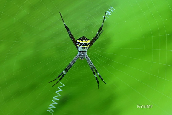 Wespenspinne (Argiope anasuja)