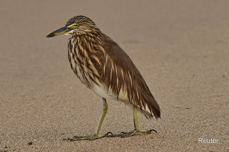 Indischer Teichreiher (Ardeola grayii).jpg