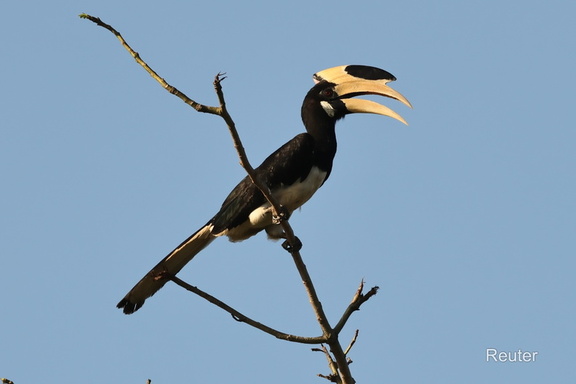 Malabarhornvogel (Anthracoceros coronatus)