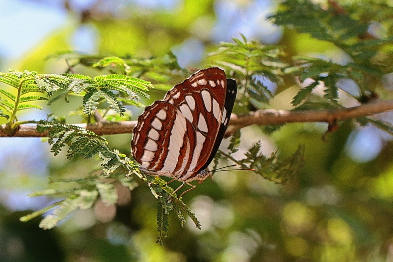 Schwarzbrauner Trauerfalter (Neptis sappho).jpg