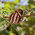 Schwarzbrauner Trauerfalter (Neptis sappho)