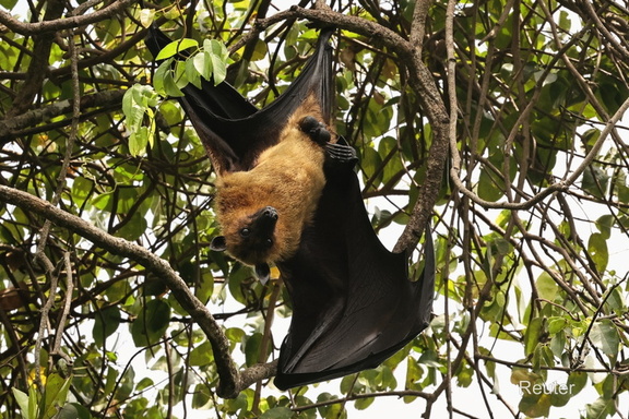 Indischer Riesenflughund (Pteropus giganteus)