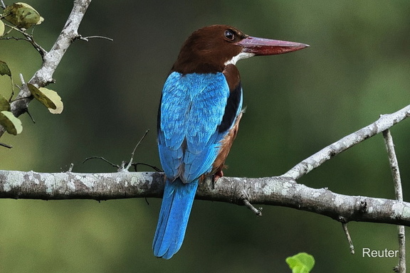 Weißkehl-Eisvogel (Halcyon smyrnensis)
