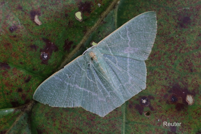 Spanner (Orothalassodes falsaria).jpg