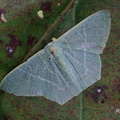 Spanner (Orothalassodes falsaria)