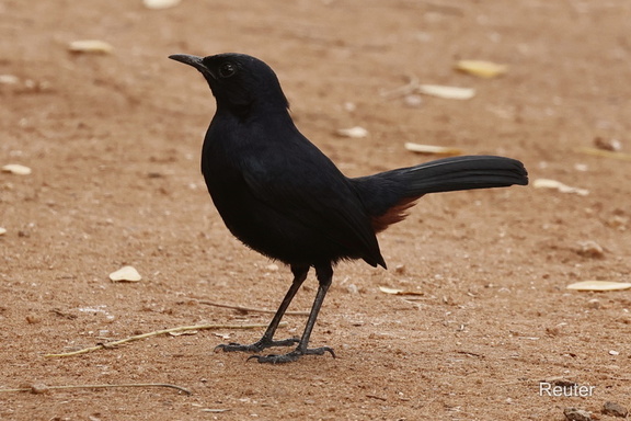 Indisches Rotkehlchen (Copsychus fulicatus)
