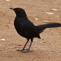 Indisches Rotkehlchen (Copsychus fulicatus)