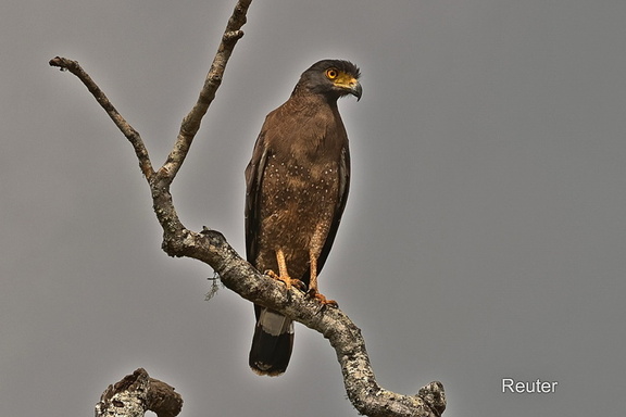 Schlangenhabicht (Spilornis cheela)