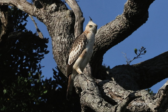 Schopfadler (Changeable Hawk-eagle, Nisaetus cirrhatus)
