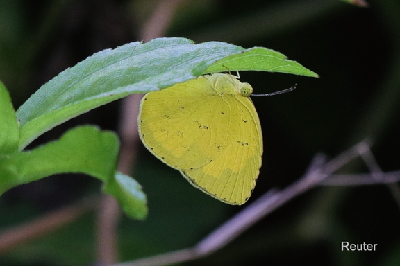 Gemeiner Grasgelbling (Eurema hecabe)
