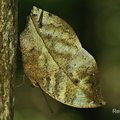 Sri-Lanka-Blattfalter (Kallima philarchus)