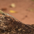 Indische Garteneidechse (Calotes versicolor)