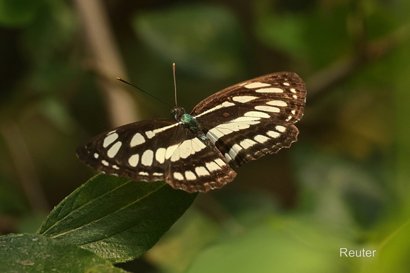 Schwarzbrauner Trauerfalter ( Neptis sappho)