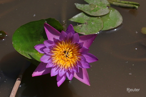 Stern-Seerose -Wasserlilie (Nymphaea nouchali)