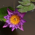 Stern-Seerose -Wasserlilie (Nymphaea nouchali)