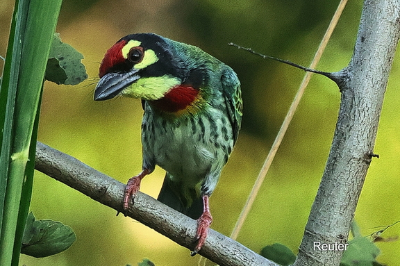 Kupferschmied-Bartvogel (Psilopogon haemacephalus)
