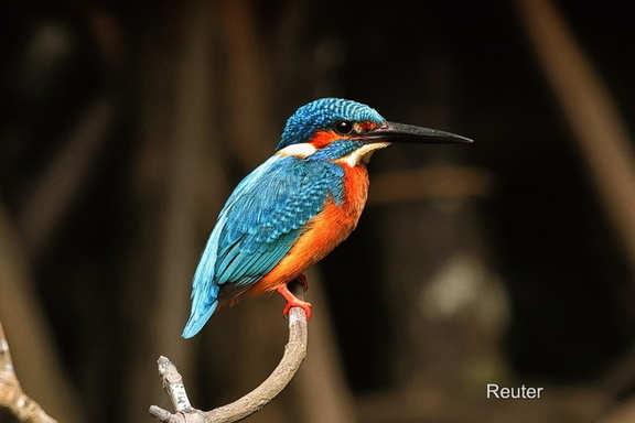 Eisvogel (Common Kingfisher, Alcedo atthis)