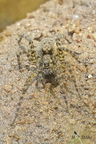 Gefleckter Wühlwolf (Arctosa maculata)