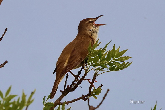 Drosselrohrsänger (Acrocephalus arundinaceus)