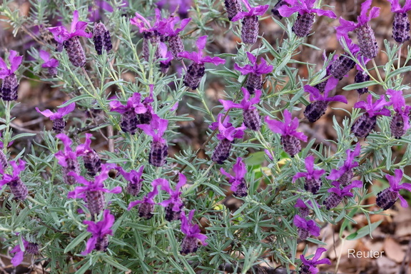 Schopflavendel (Lavandula stoechas)