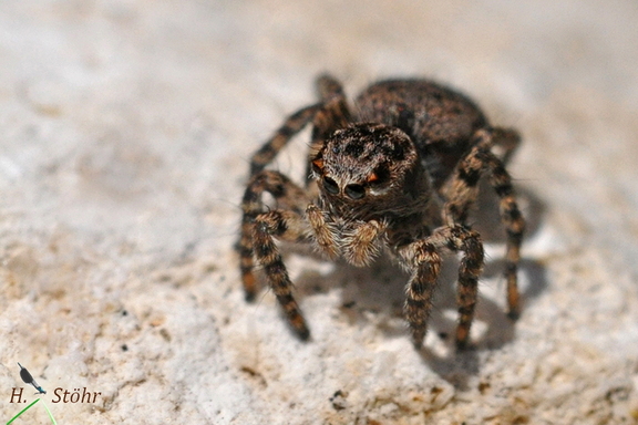 V-Fleck-Springspinne (Aelurillus v-insignitus)