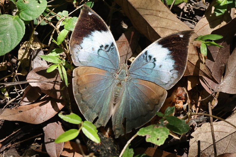 Sri-Lanka-Blattfalter (Kallima philarchus).jpg