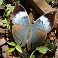 Sri-Lanka-Blattfalter (Kallima philarchus)
