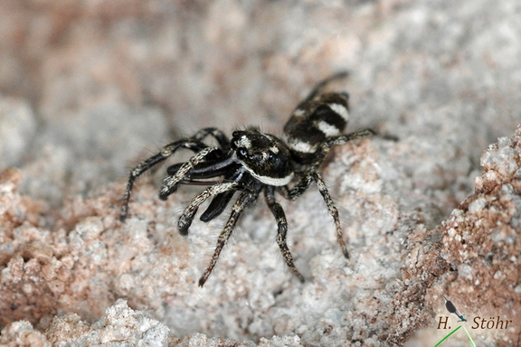 Mauer-Zebraspringspinne (Salticus scenicus)