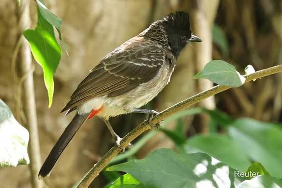 Rotsteißbülbül (Pycnonotus cafer)