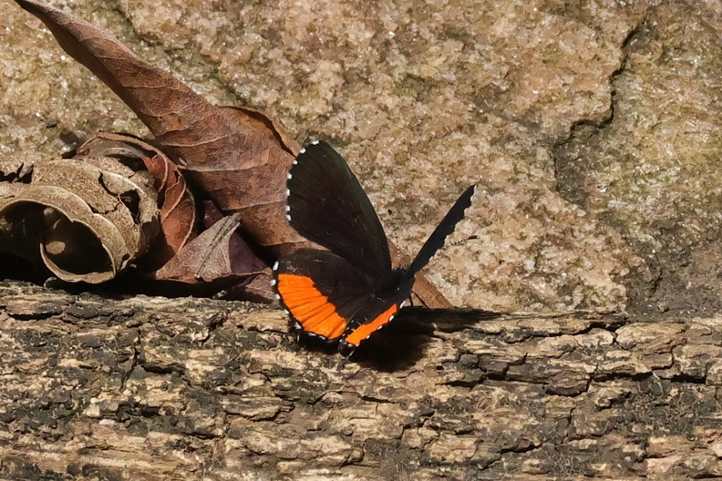 Red Pierrot. (Talicada nyseus).jpg