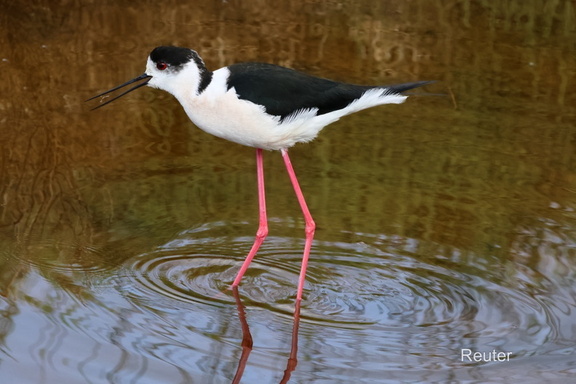 Stelzenläufer (Himantopus himantopus)