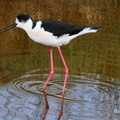 Stelzenläufer (Himantopus himantopus)