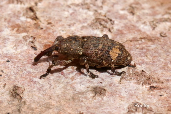 Kiefernjungholzrüssler (Pissodes castaneus)