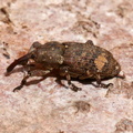 Kiefernjungholzrüssler (Pissodes castaneus)
