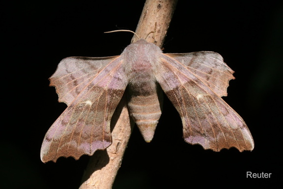 Pappelschwärmer (Laothoe populi)