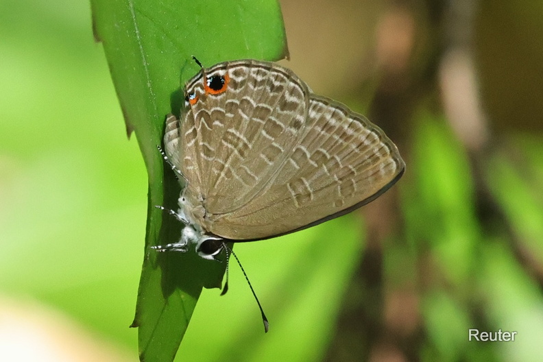Dark Cerulean (Jamides bochus).jpg