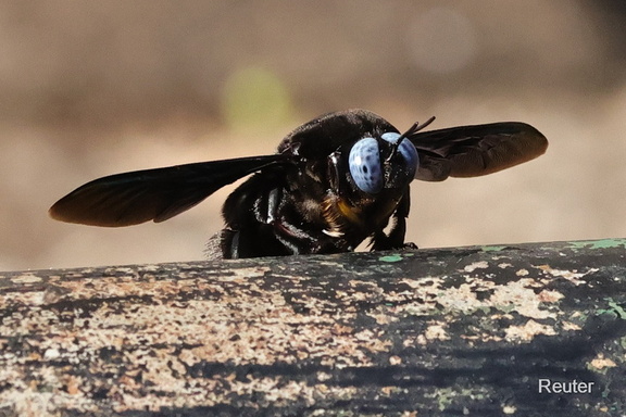 Blue-eyed Carpenter bee (Xylocopa tenuiscapa)