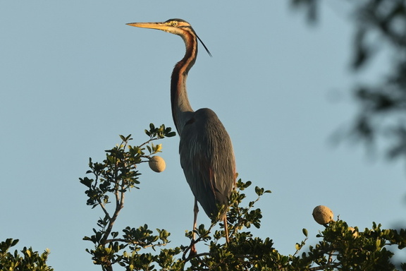Purpurreiher (Ardea purpurea)