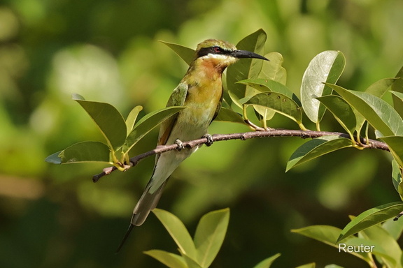 Blauschwanzspint (Merops philippinus)