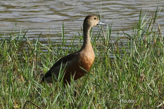 Javapfeifgans (Dendrocygna javanica)