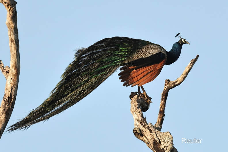 Blauer Pfau (Pavo cristatus).jpg