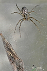 Rostrote Winkelspinne (Tegenaria ferruginea)