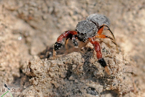 Rotbeinige Käferspringspinne (Ballus rufipes)