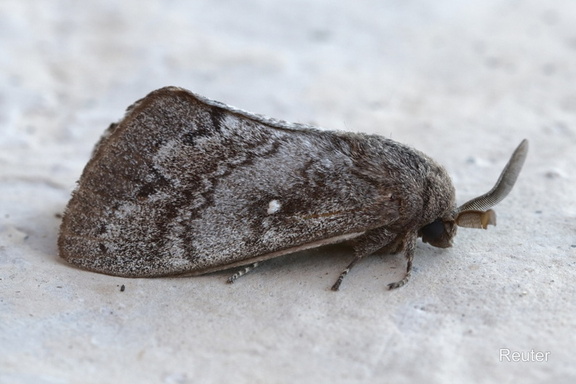Kiefernspinner (Dendrolimus pini)